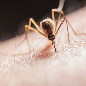 muggen beet op arm